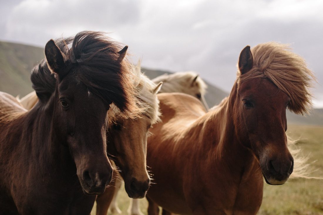 brown horses on a field
